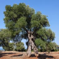 le forme fantasiose degli olivi secolari